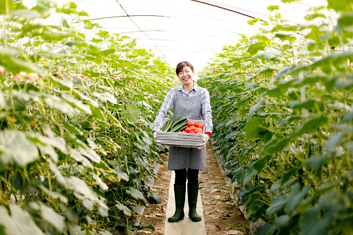 Greenhouse Farmers in Japan