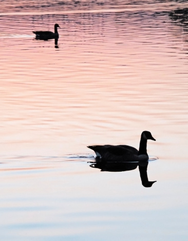 idyllic water scene with goose