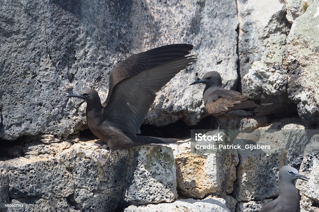 Galapagos brown noddy Names: Galápagos brown noddy, Galápagos brown noddy tern, Galápagos common noddy 2015 Stock Photo