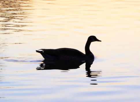 Wild canadian goose on the water, idyllic water scene