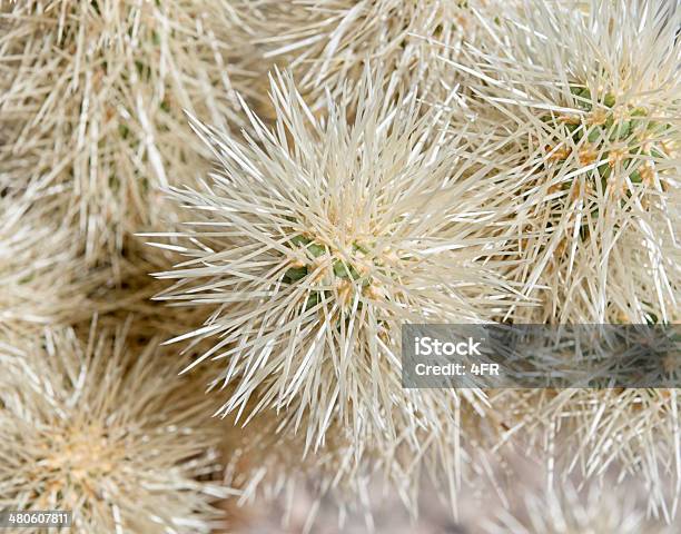 Cato Gigante Joshua Tree National Park Califórnia - Fotografias de stock e mais imagens de Afiado