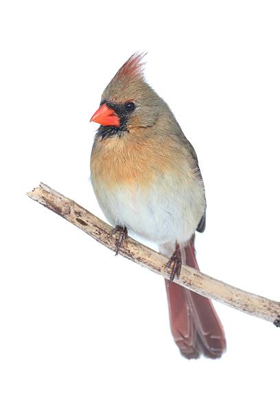 Female Cardinal on White Female Northern Cardinal (cardinalis cardinalis) isolated on white female cardinal bird stock pictures, royalty-free photos & images