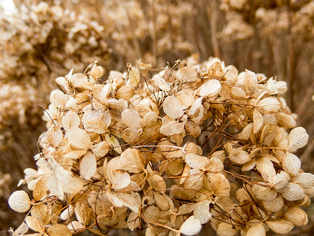 istock Dried fragile hydrangea hortensia flower 480609538
