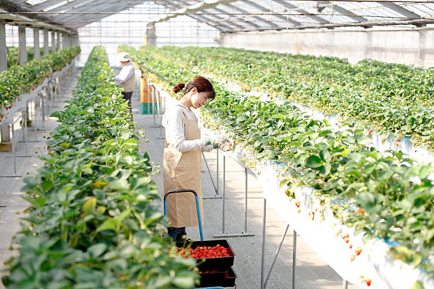 Strawberry Farmers in Japan
