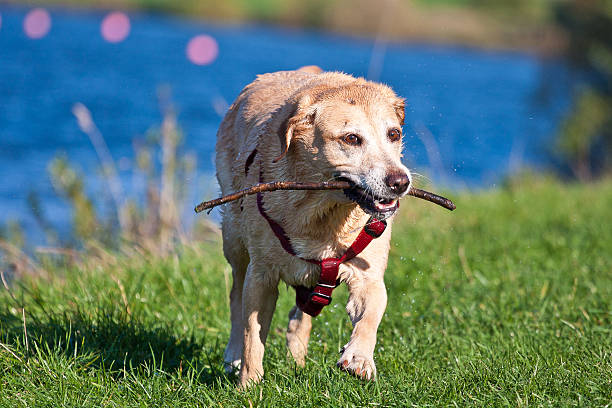 istock Wet yellow Labrador dog running with stick 480609696