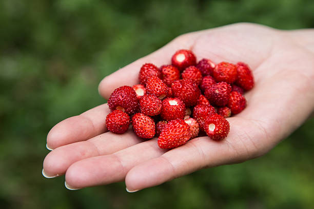 istock Wild strawberry in one hand 480610336