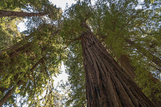 istock Muir Woods National Park 480610375