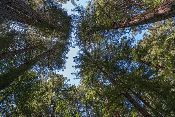 istock Muir Woods National Park 480610377