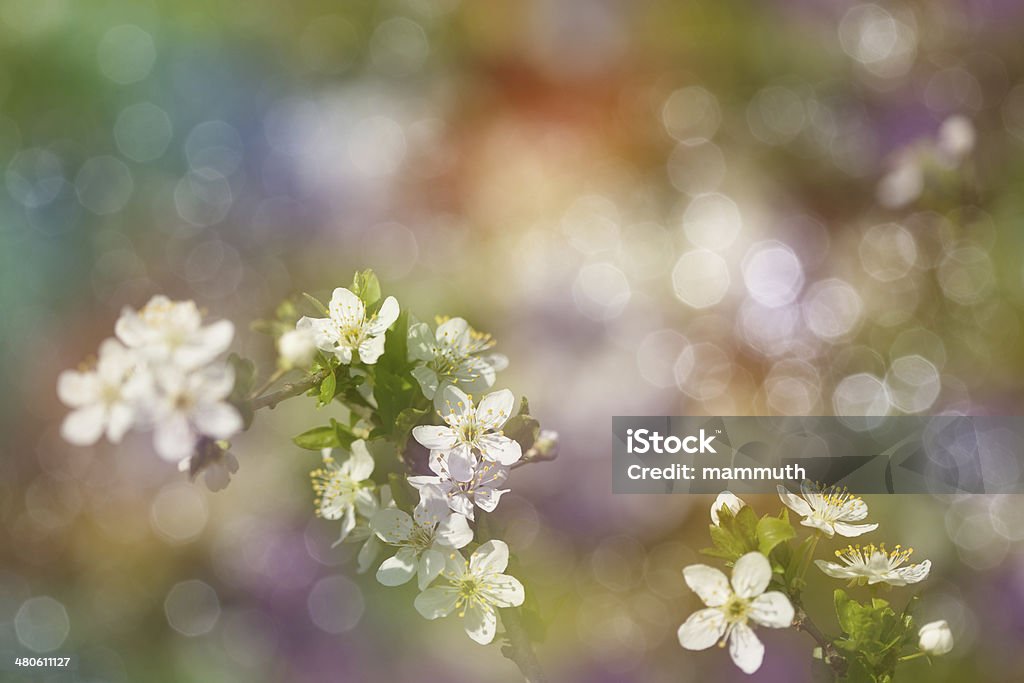 spring blossom spring blossom with defocused background  Abstract Stock Photo