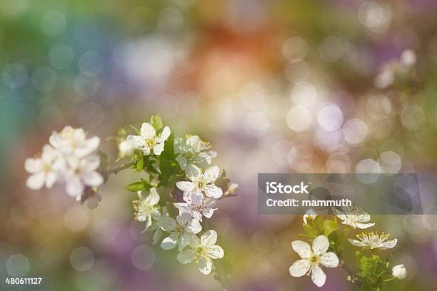 Spring Blossom Stock Photo - Download Image Now - Abstract, Backgrounds, Blossom