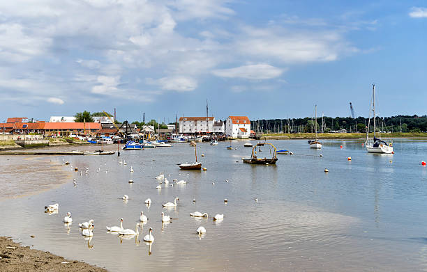 istock Swans at low tide, Woodbridge, Suffolk 480611211