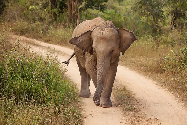 istock Adult elephant walks by the road 480611342