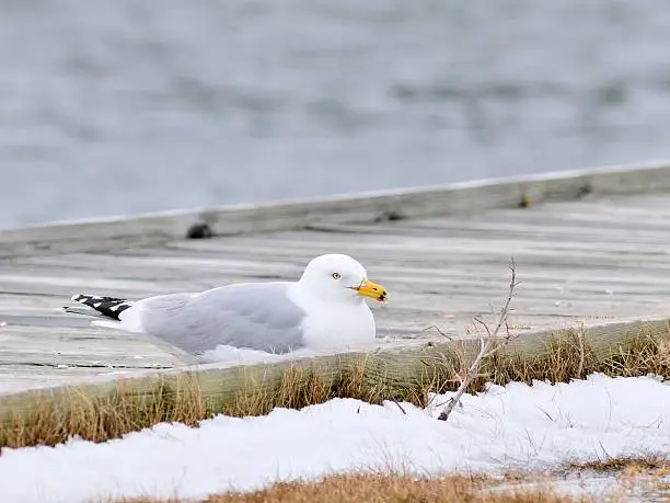 Photo of American Herring Gull On Boardwalk