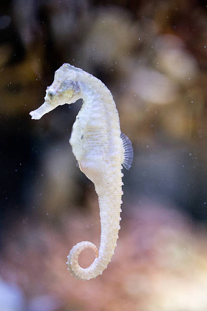 White Seahorse stock photo