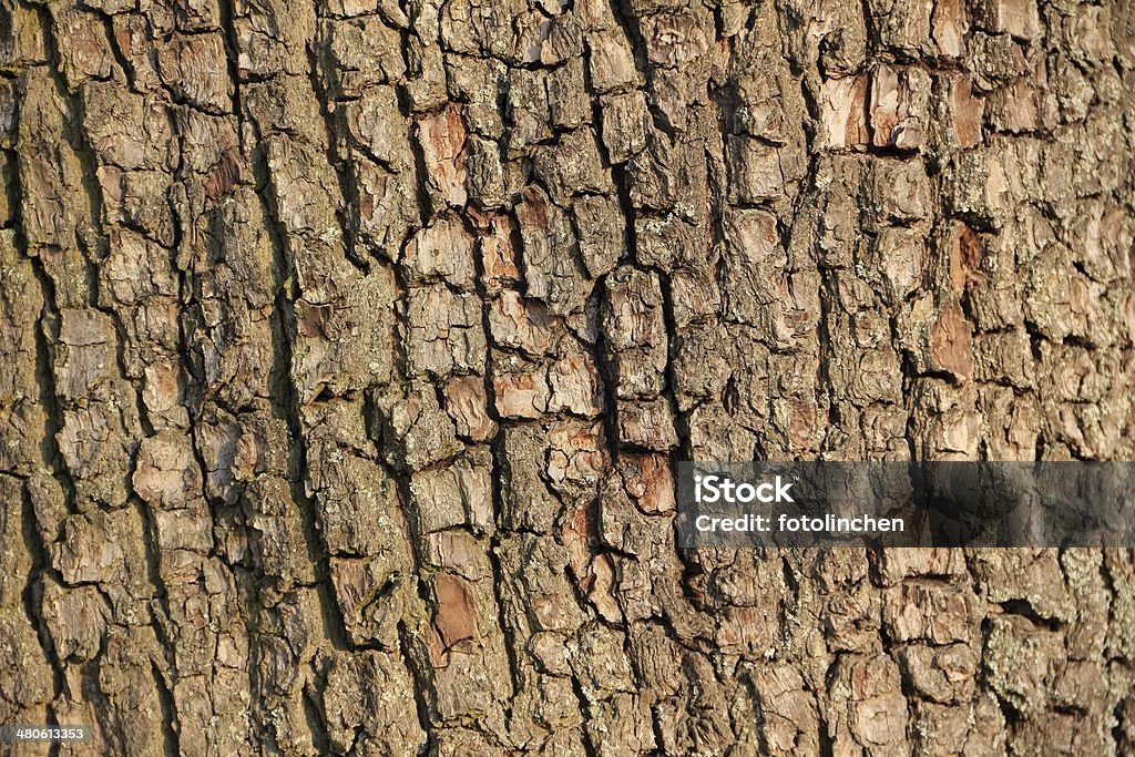 Tree trunk-natur Hintergrund - Lizenzfrei Baum Stock-Foto