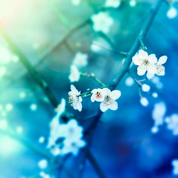 azul spring blossom en la naturaleza en el hermoso day - cross procesed fotografías e imágenes de stock