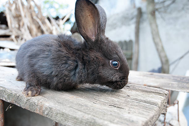 istock European cute bunny rabbit on country side 480613968