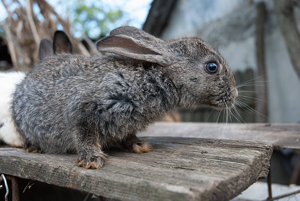 istock European cute bunny rabbit on country side 480613970