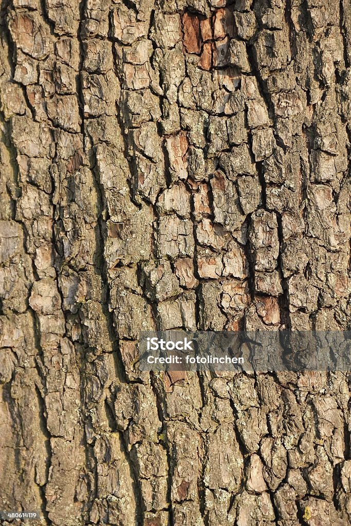 Tree trunk-natur Hintergrund - Lizenzfrei Baum Stock-Foto