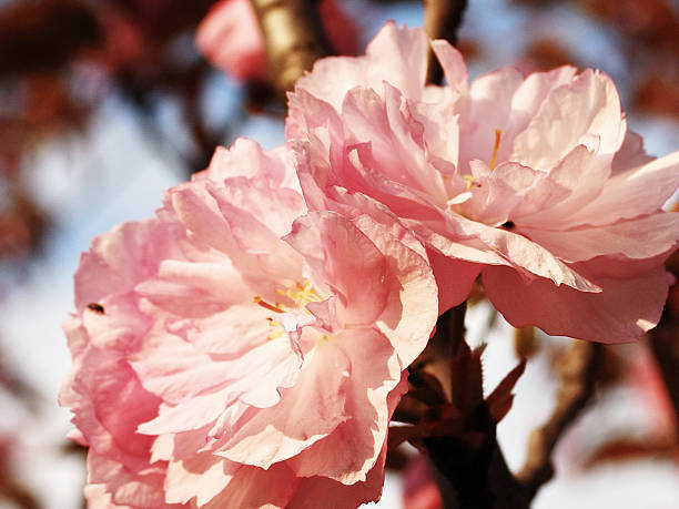 istock Pink flower apricot tree wild flower 480614208