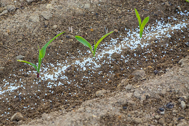 Young corn and fertilizers stock photo