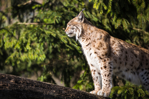 Eurasian Lynx (Lynx lynx) walking on a tree trunk in a natural environment
