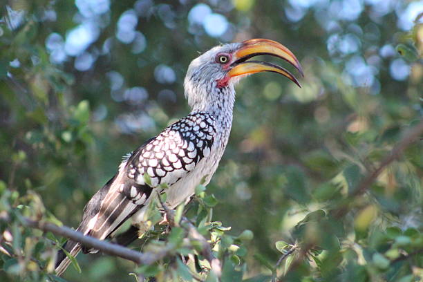istock Yellow-billed Hornbill perched on a tree in the Kalahari 480614408