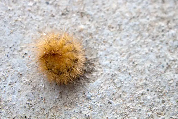Caterpillars curled up on the concrete