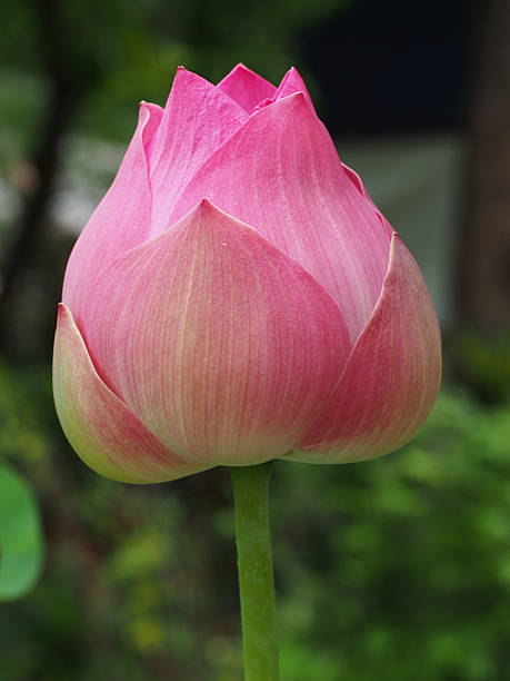 istock Lotus flower and Lotus flower plants 480614622