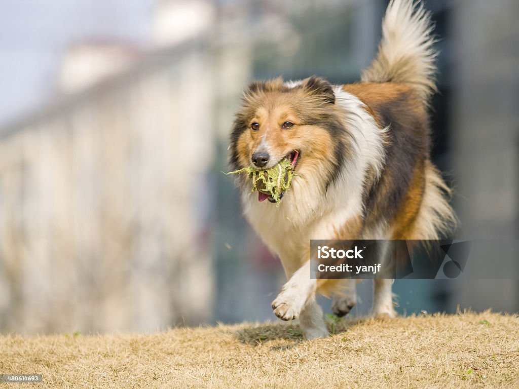 Pies, bieganie Owczarek szetlandzki z piłką w usta - Zbiór zdjęć royalty-free (Bez ludzi)