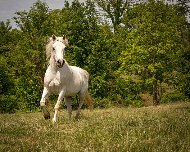 壮大なホワイトのアラビアの馬のランニングを viewer (ビューア - horse arabian horse arabia white ストックフォトと画像