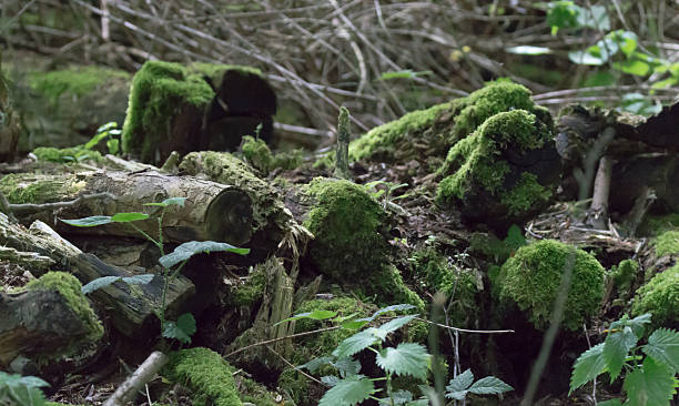 Mossy Woodpile stock photo