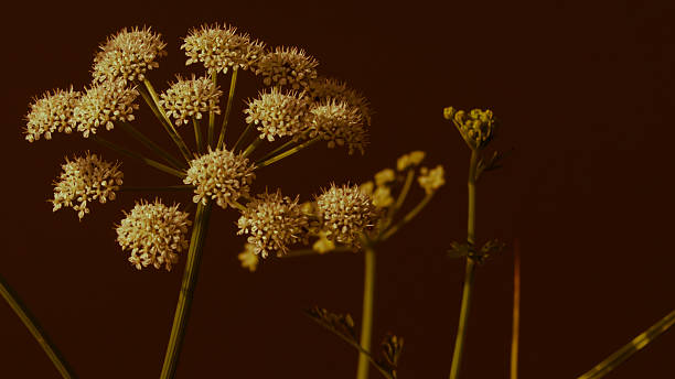 Queen Annes's Lace stock photo