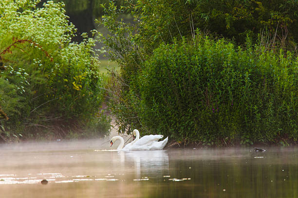 Swans on the water stock photo