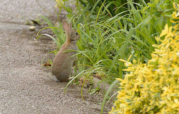 Wild Rabbit standing on hind legs stock photo