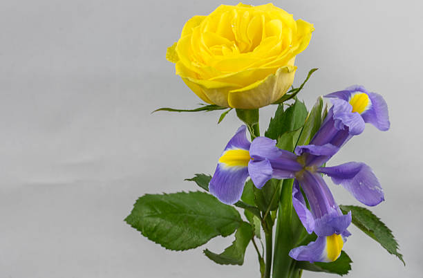Yellow Rose and Purple Iris stock photo