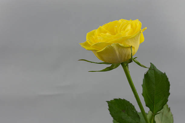 Yellow Rose stock photo