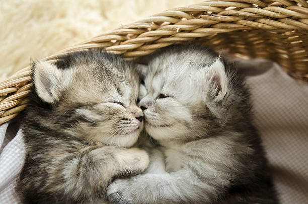 Cute tabby kittens sleeping and hugging Cute tabby kittens sleeping and hugging in a basket tabby cat photos stock pictures, royalty-free photos & images