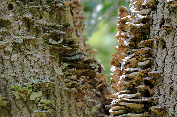 Bracket fungus on tree stock photo