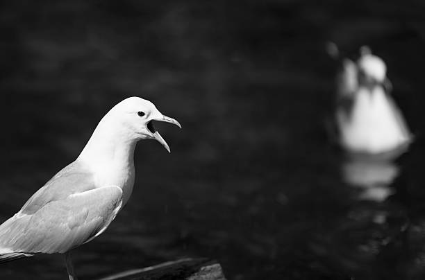 istock Screaming seagull standing on a rock at the shore 480616372