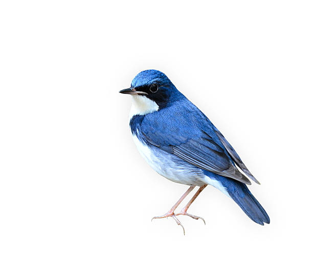Siberian blue robin, Beutiful bird isolated on white background
