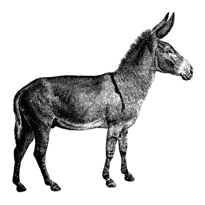 Old engraving of a donkey, isolated on white. Scanned at 600 DPI with very high resolution. Published in Systematischer Bilder-Atlas zum Conversations-Lexikon, Ikonographische Encyklopaedie der Wissenschaften und Kuenste (Brockhaus, Leipzig) in 1844. Photo by N.Staykov (2008). .