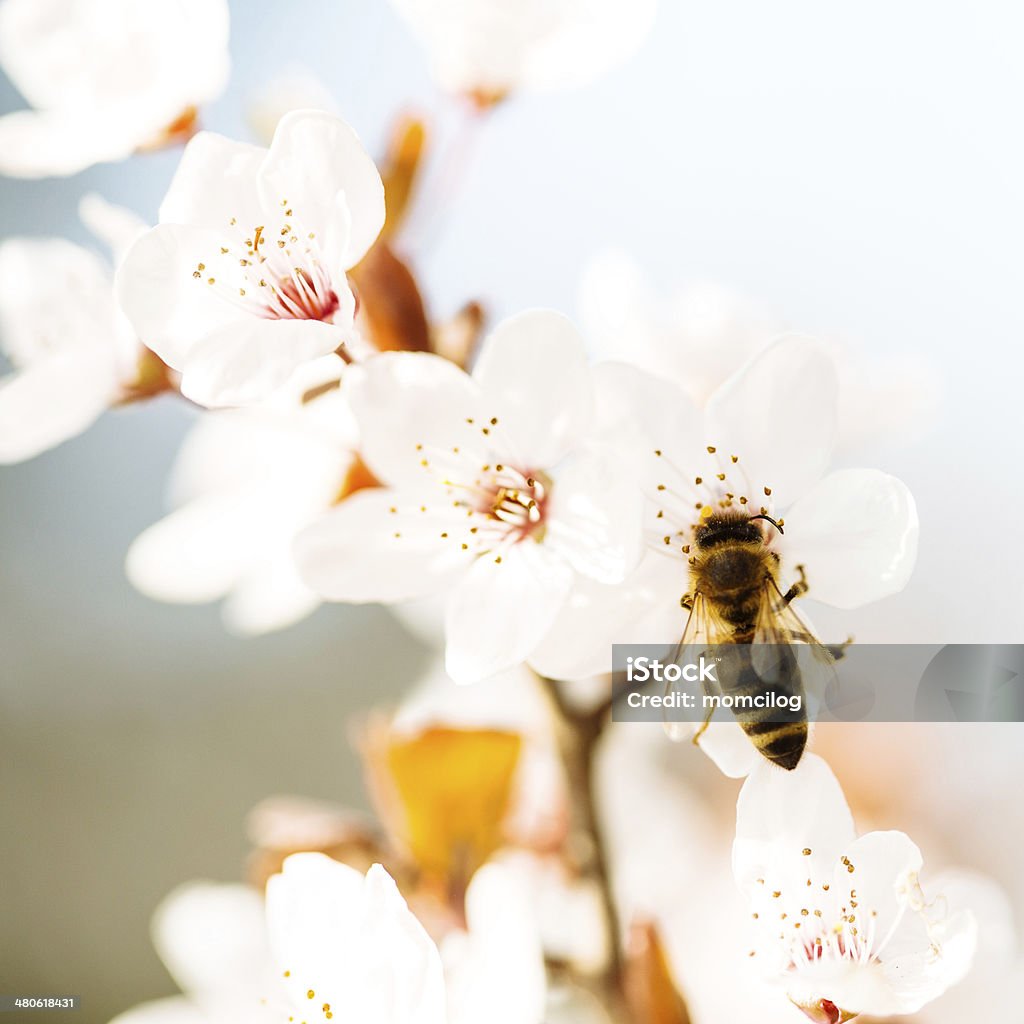 Bienen sammeln Nektar von Cherry tree - Lizenzfrei Apis Stock-Foto