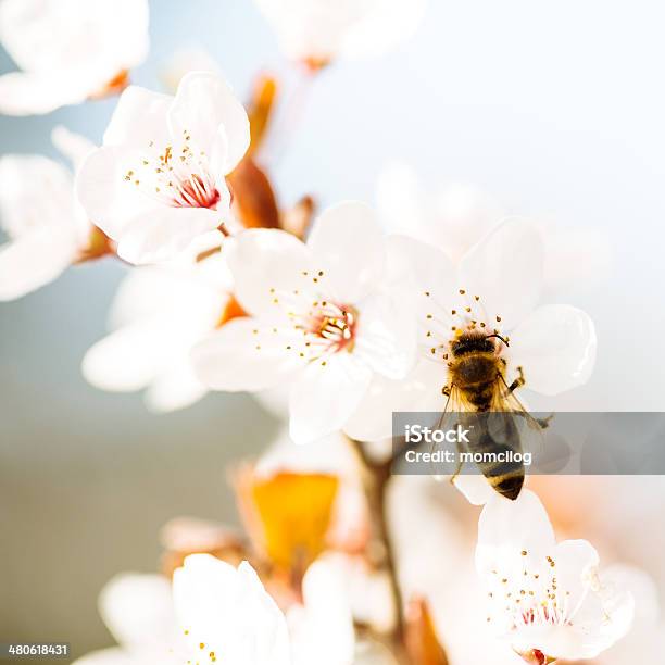 Bee Recogida De Néctar De Cerezo Foto de stock y más banco de imágenes de Abeja - Abeja, Agarrar, Aire libre