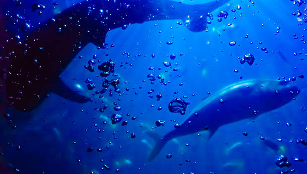 istock Water and air bubbles.  blue underwater 480618870