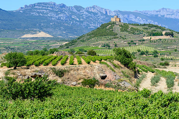 Vineyard with ruins of Davaillo castle as background, La Rioja