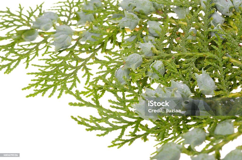 Juniper Juniper, twig with cones, close up, isolated 2015 Stock Photo