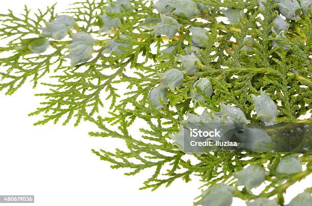 Juniper Stock Photo - Download Image Now - 2015, Aromatherapy, Backgrounds