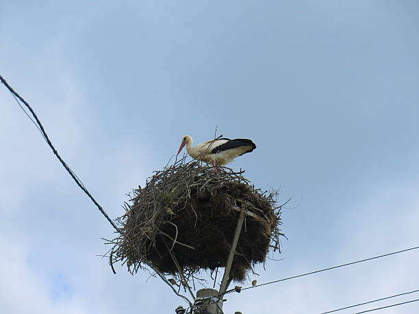 istock Stork in the nest on top of a pole 480619096