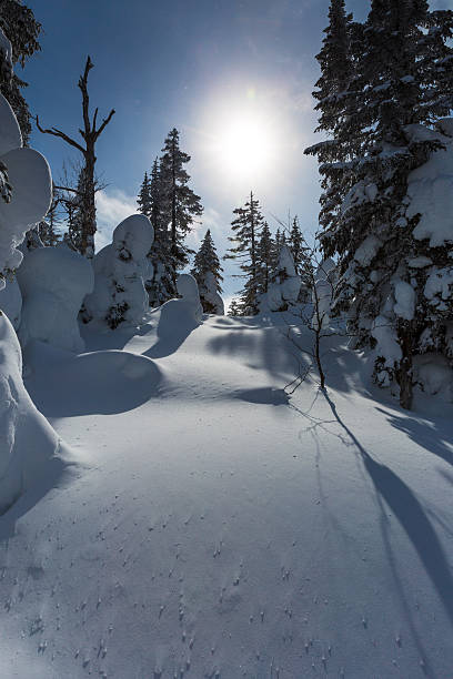 istock Winter Forest Landscape and Nature on Cold Sunny Day 480619113
